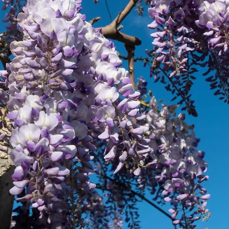 Il Glicine *