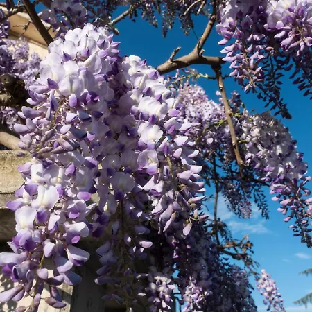 Il Glicine Bed & Breakfast *