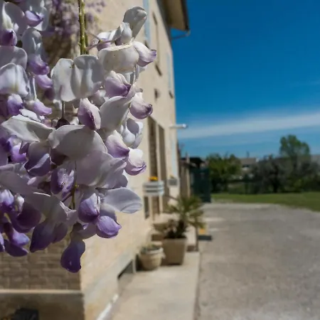 Il Glicine * Falerone